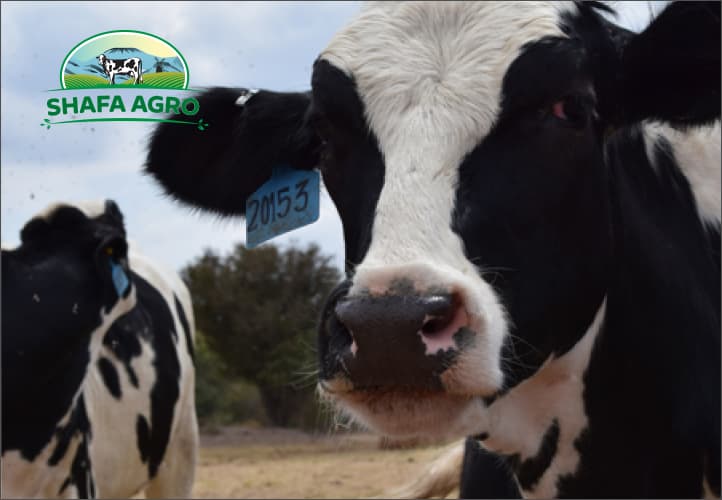 Shafa Agro case study visual